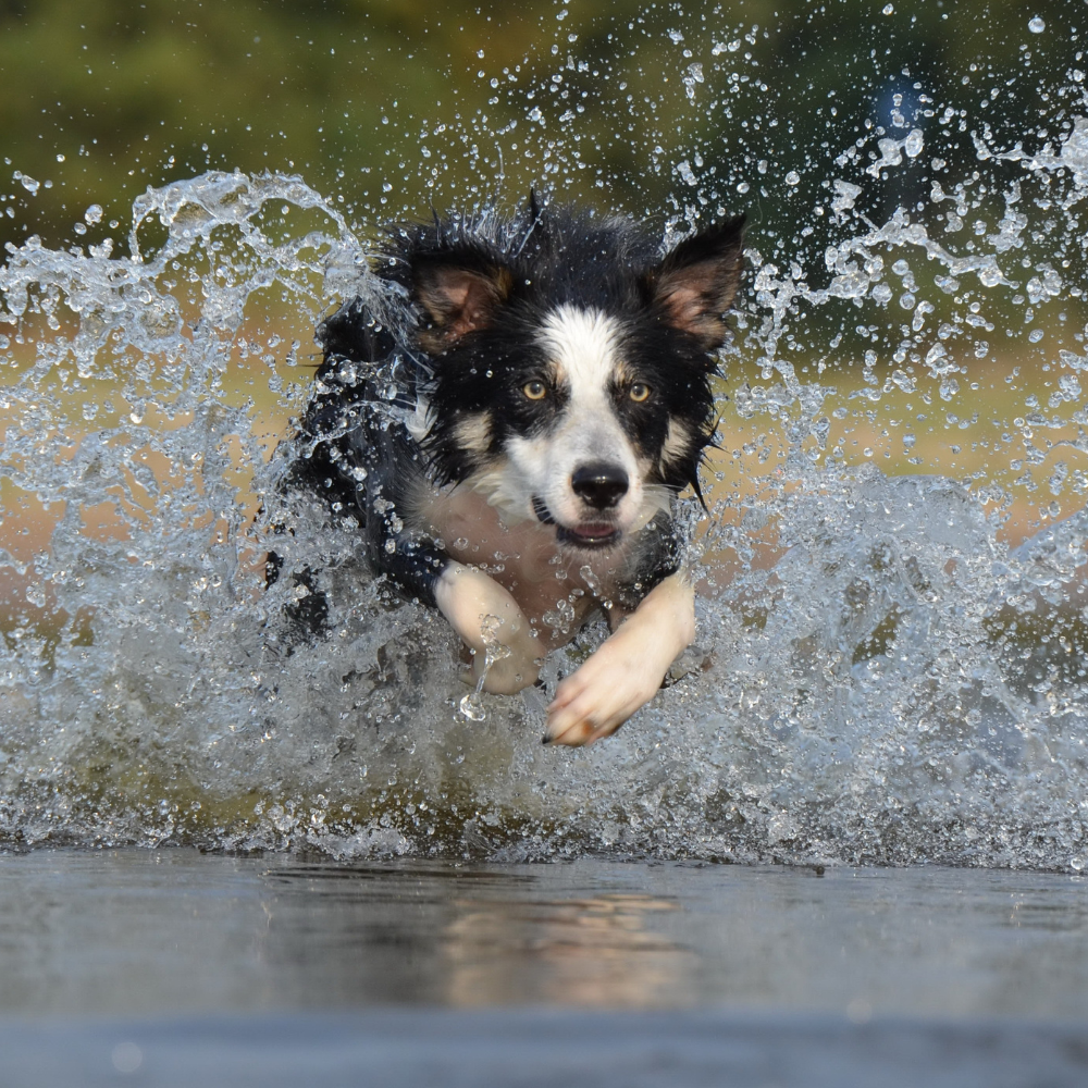 How to keep your dog cool during the summer