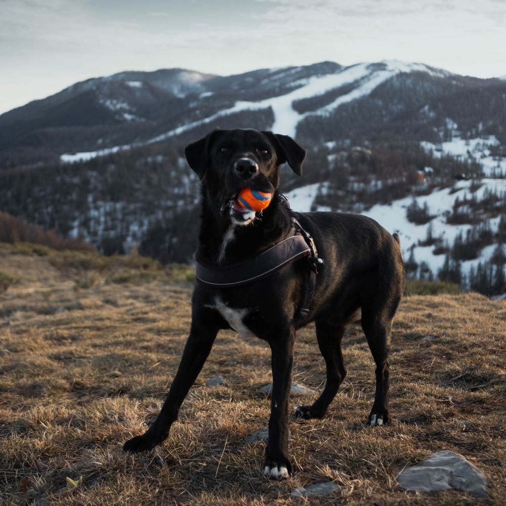 Mountain dog walking safety – BTactical