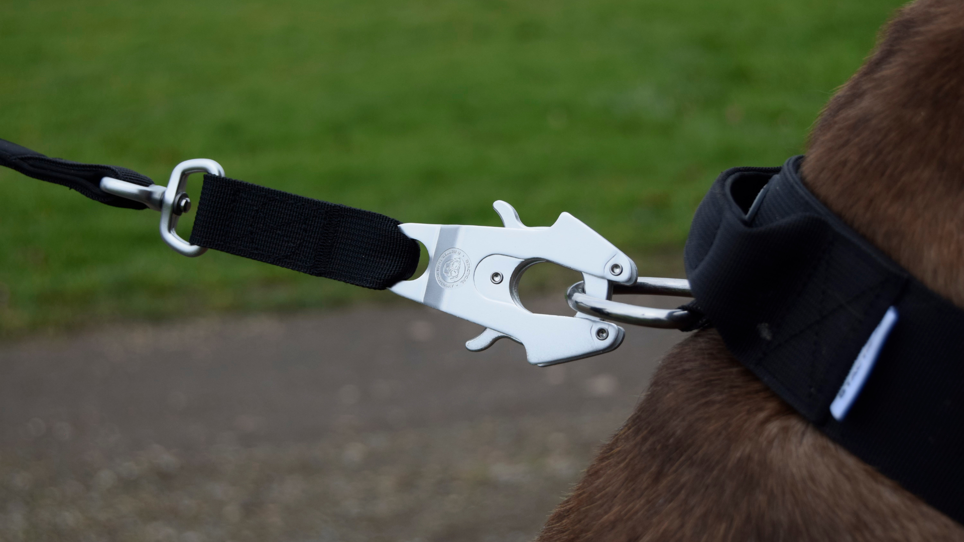 BTactical Quality Dog Collars and Leads for Your Furry Adventurers